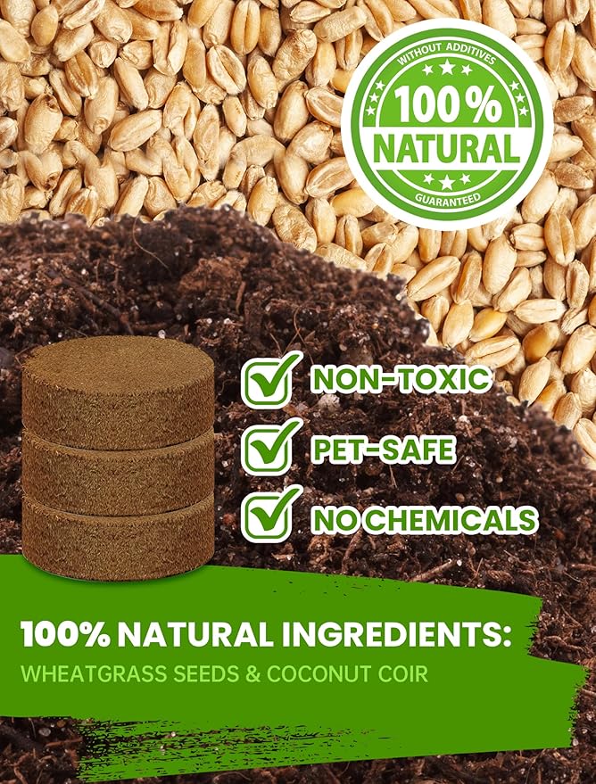 Organic Cat Grass Seeds