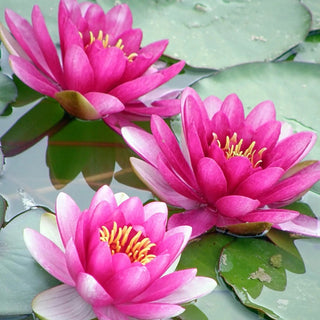 🌱 100 PCS Mixed Colors Water Planting Lotus Seeds Set 🌸