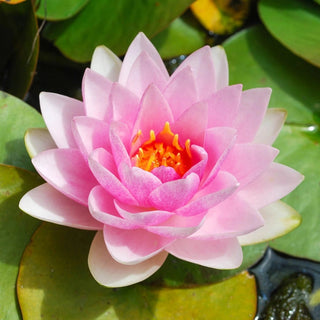 🌱 100 PCS Mixed Colors Water Planting Lotus Seeds Set 🌸
