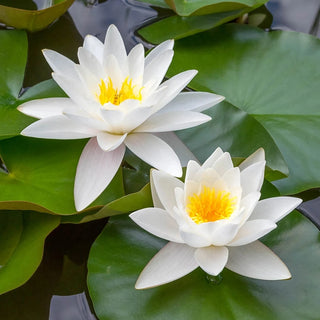 🌱 100 PCS Mixed Colors Water Planting Lotus Seeds Set 🌸
