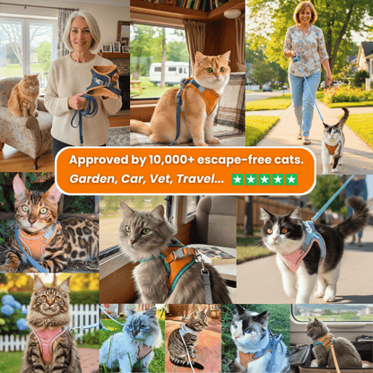 Night Reflective Pet Leash for Small Dogs & Cats