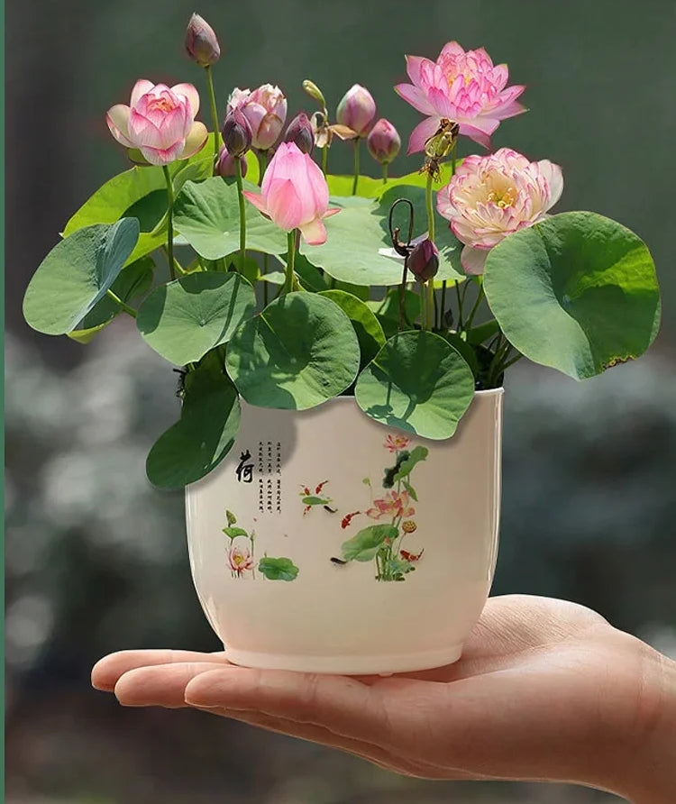 🌱 100 PCS Mixed Colors Water Planting Lotus Seeds Set 🌸