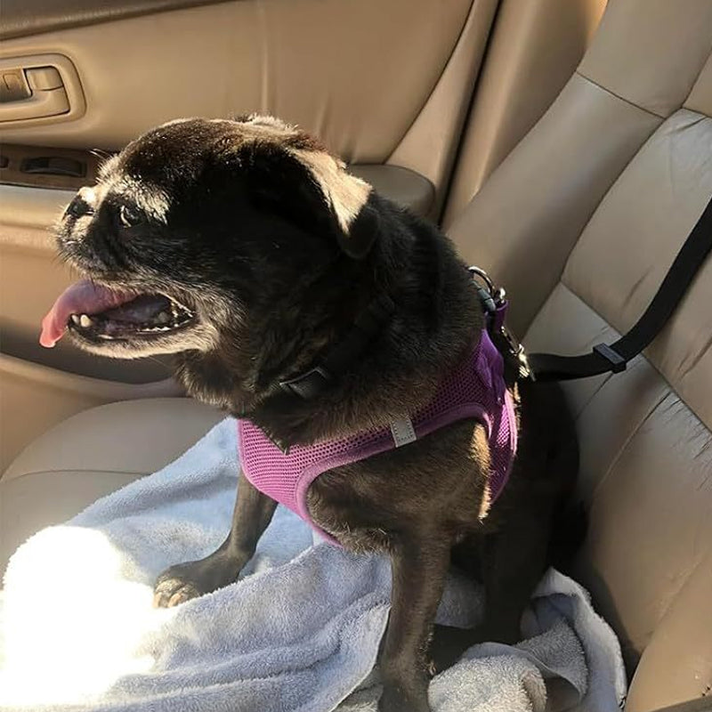 2-in-1 Dog Car Seat Belt & Walking Leash-BUY 1 GET 1 FREE
