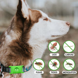 12 Months Bug Free Collar For Dogs
