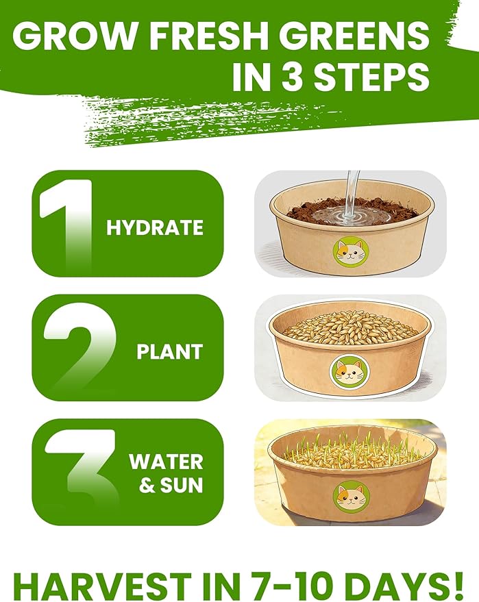 Organic Cat Grass Seeds