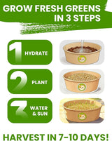 Organic Cat Grass Seeds