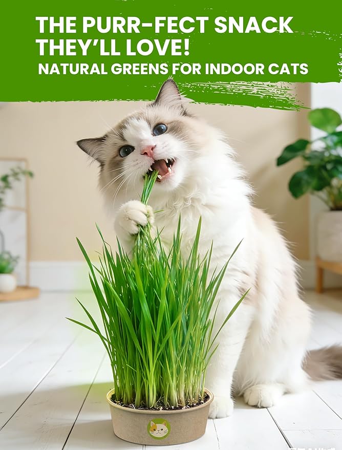 Organic Cat Grass Seeds