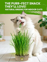 Organic Cat Grass Seeds
