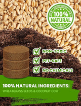 Organic Cat Grass Seeds