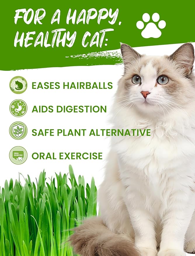 Organic Cat Grass Seeds