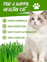 Organic Cat Grass Seeds