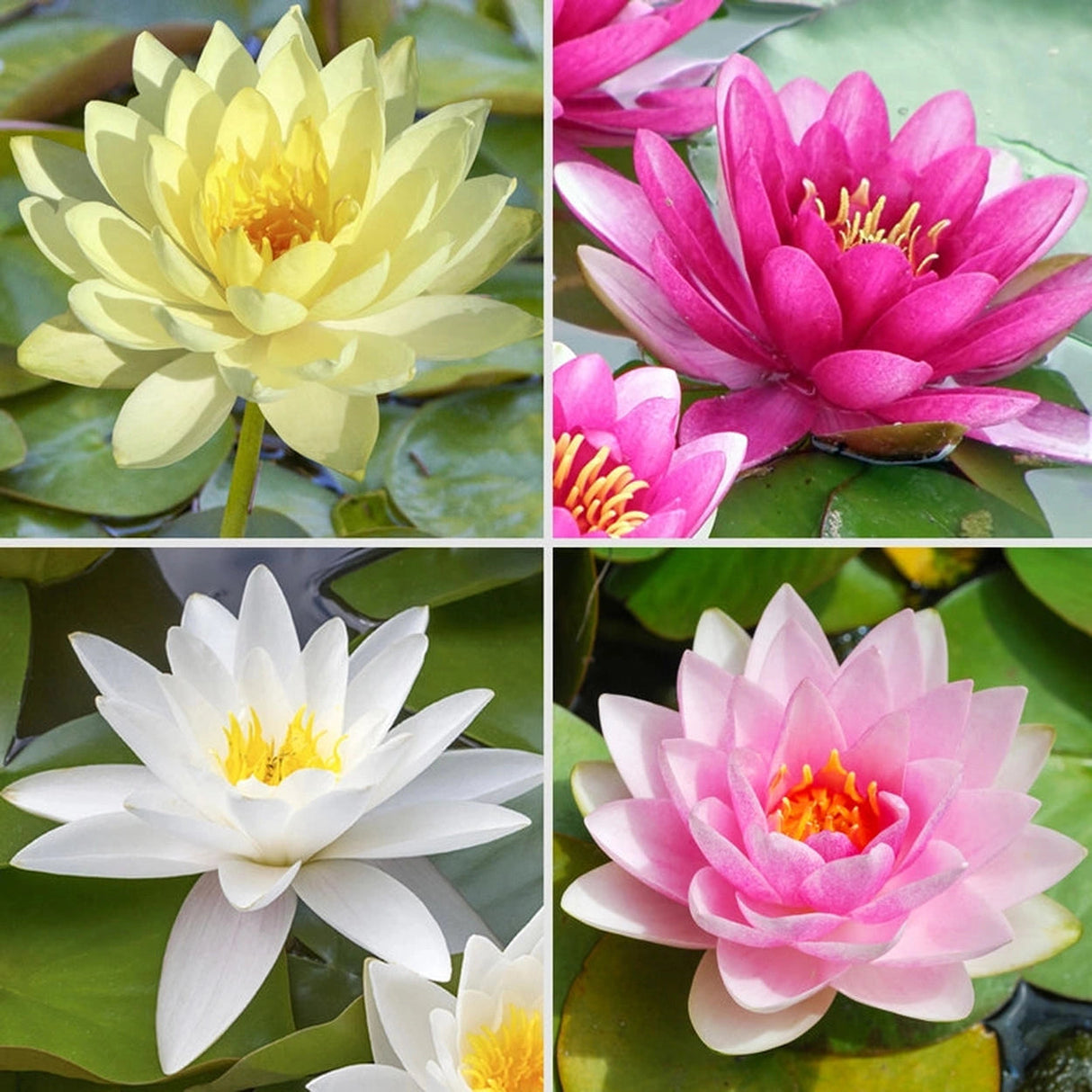 🌱 100 PCS Mixed Colors Water Planting Lotus Seeds Set 🌸