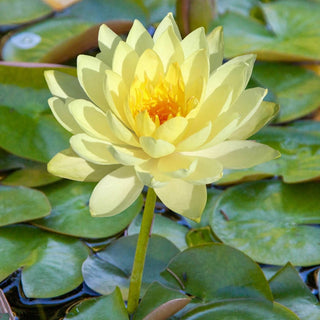 🌱 100 PCS Mixed Colors Water Planting Lotus Seeds Set 🌸