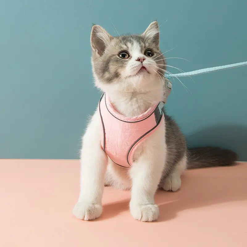 Night Reflective Pet Leash for Small Dogs & Cats
