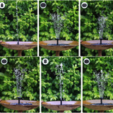 Solar Fountain - Bring your own bowl
