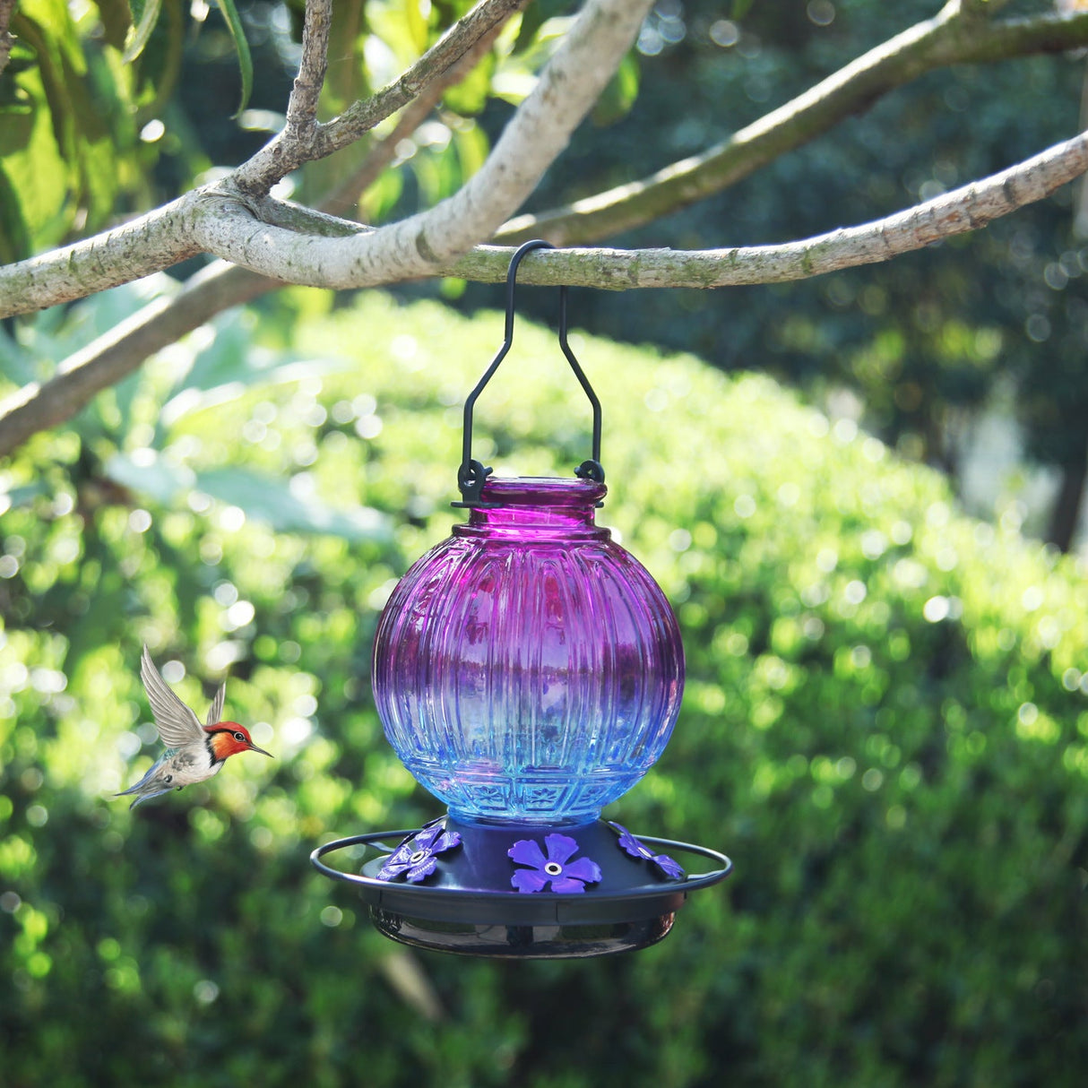 Glass Hummingbird Feeder